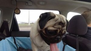 С МОПСОМ на новоселье. Канал про МОПСА !!!