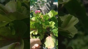 АКЦИЯ! в группе ВК. Пеларгония  Австралиан пинк( AUSTRALIEN PINK )