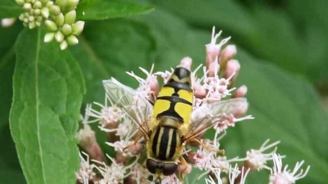 Helophilus trivitatus - Large Tiger Hoverfly - pestřenka červenonosá смотреть онлайн