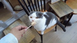 Adorable Cat Cafe in Japan Harajuku Tokyo 😻 CAT CAFE MOCHA