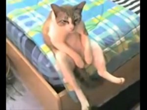Котяра в депрессии