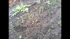 Севок обрезать  или нет?  Секреты большого урожая лука