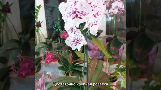 Полный роспуск #орхидеи #фаленопсис ВЫРАЖЕНИЯ? #биглип #цветы #растения #shorts #цветениеорхидей