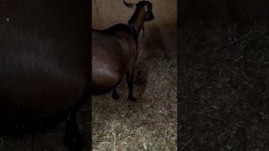 Роды козы Глаши(тройня)