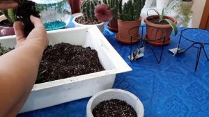 Композиции из суккулентов, это просто !