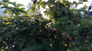 Ежевика Холлс Бьюти,2 и 3 летние кусты.12 августа 2023