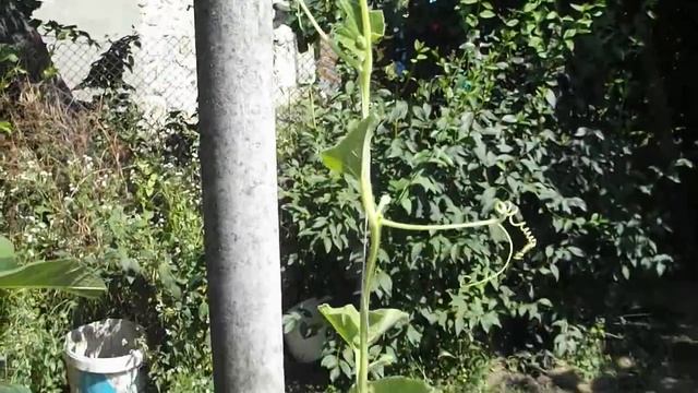 Лагенария- идеи. смотреть онлайн