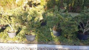 Juniperus chinensis blaauw jako bonsai mitate sosny