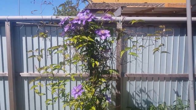 Çarkıfelek Yetiştiriciliği Passiflora  Hopi Garden смотреть онлайн