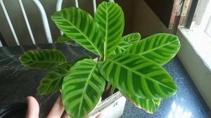 Maranta Zebrina, como fazer mudas?