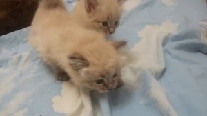 Тайские seal-tabby point Сил-тебби поинт котята kittens  1 месяц  one month kitten