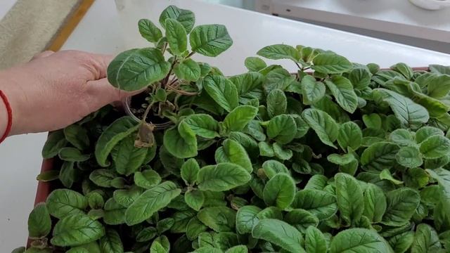 ГЛОКСИНИИ НА ФИТЕЛЕ. БЫСТРЫЙ РОСТ ,ОГРОМНОЕ КОЛЛИЧЕСТВО БУТОНОВ . СИНИНГИИ. ХЛОРЕЛЛА. смотреть онлайн