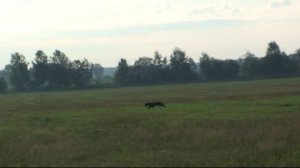 Шотландский сеттер Каспер