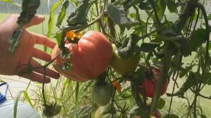 Томат розовый мед