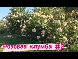 РОЗОВАЯ КЛУМБА #2 ? Обзор.mp4