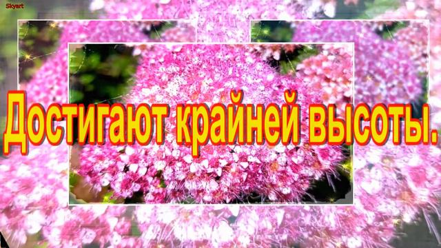 С Днем Рождения, Сандра! Новинка! Прекрасное видео поздравление! СУПЕР ПОЗДРАВЛЕНИЕ! смотреть онлайн