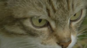 SUPREME COURT - Dreaming Reality.avi