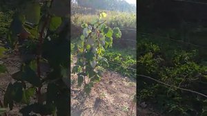 Малина сорта " Шапка Мономаха" 2019