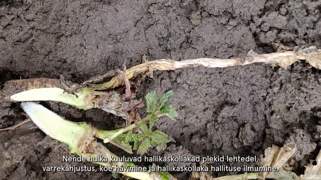 Botrytis cinerea смотреть онлайн