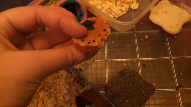 Updated cage tours смотреть онлайн