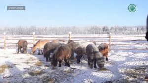 В Оймяконе успешно разводят лошадей якутской породы