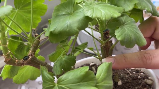 СТИМУЛИРОВАНИЕ ПЕЛАРГОНИИ К ВЕСЕННЕМУ РОСТУ смотреть онлайн