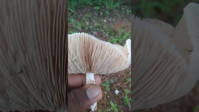 Big Size Umbrella Mushroom View...