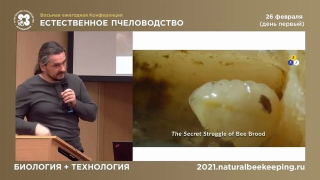 Клещ Тропилаелапс (Tropilaelaps mercedesae) — серьёзная потенциальная угроза медоносным пчёлам! смотреть онлайн