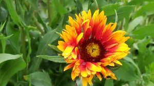 Лучшие многолетние цветы для дачи. The best perennial flowers