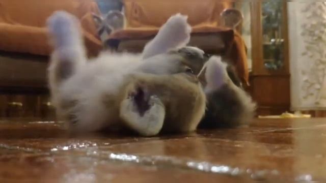 ЩЕНОК КОРГИ СЛАДКО СПИТ! БЕНЕДИКТУ ВСЕГО 50 ДНЕЙ | SLEEPING BABY CORGI BENEDICT ONLY 50 DAYS OLD! смотреть онлайн