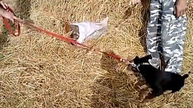 ягд терьер, первое знакомство с лисой смотреть онлайн