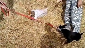 ягд терьер, первое знакомство с лисой