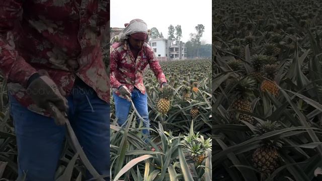 🍍Ананасы как растут в природе