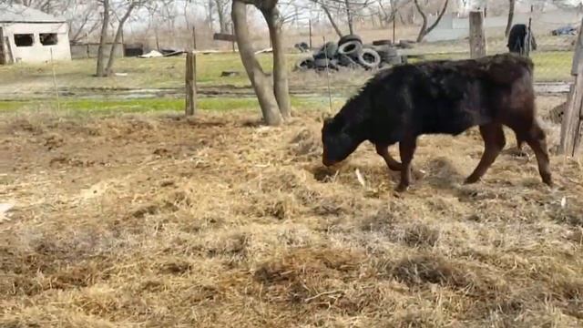 Идеальное Содержание Лошадей