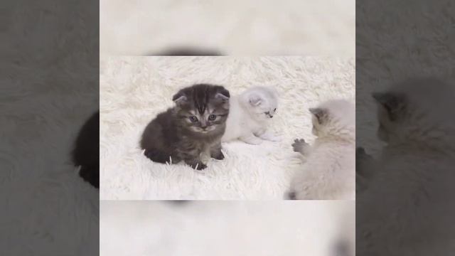 Шотландские котята (9.02.2019 г.р.) смотреть онлайн