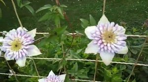 Виенетта (Clematis Vienetta)- клематис с характером