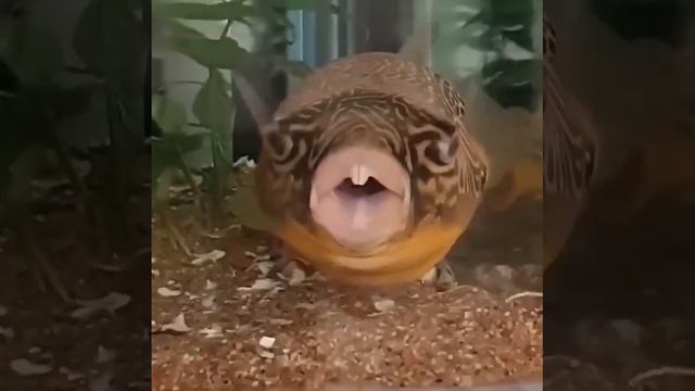 Тетрадон Мбу смотреть онлайн