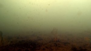 Сухая кровь (кровяная мука) в действии! Подводная съемка