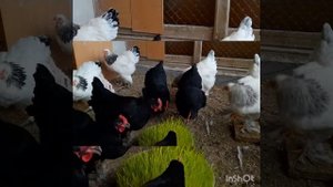 Джерсийский Гигант, Светлый брама ,бело голубой брама