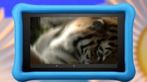 Амурские тигры - Интересный факт - С добрым утром, малыши!