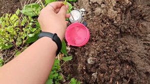 Черенкую чубушник и спирею)