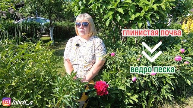 Почему не цветут пионы: 10 главных причин. Самые частые ошибки при посадке и уходе за пионами
