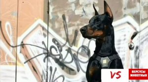 Доберман VS Немецкий Боксёр. Кто победит?