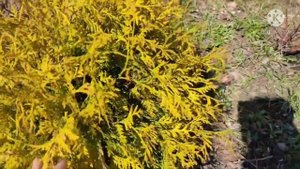 Туя западная Голден Глоб