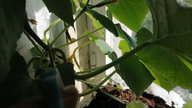 Огурец на подоконнике. Правильный уход для хорошего урожая.