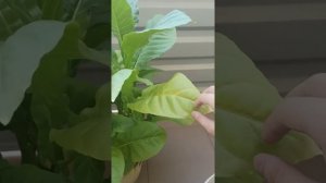 Вырастил домашний табак на балконе!)