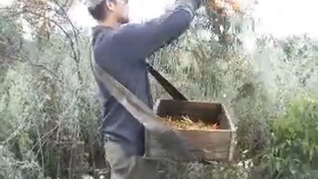 Сбор ягод облепихи смотреть онлайн