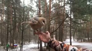 Сипа садится на плечо. Амбарная сова(сипуха)/Barn owl