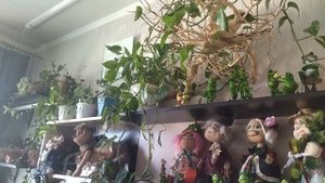 Просто поздороваться. Цветы дома.