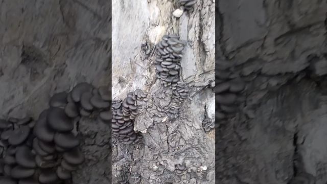 Вешанка в лесу зимняя и рядовка в ноябре